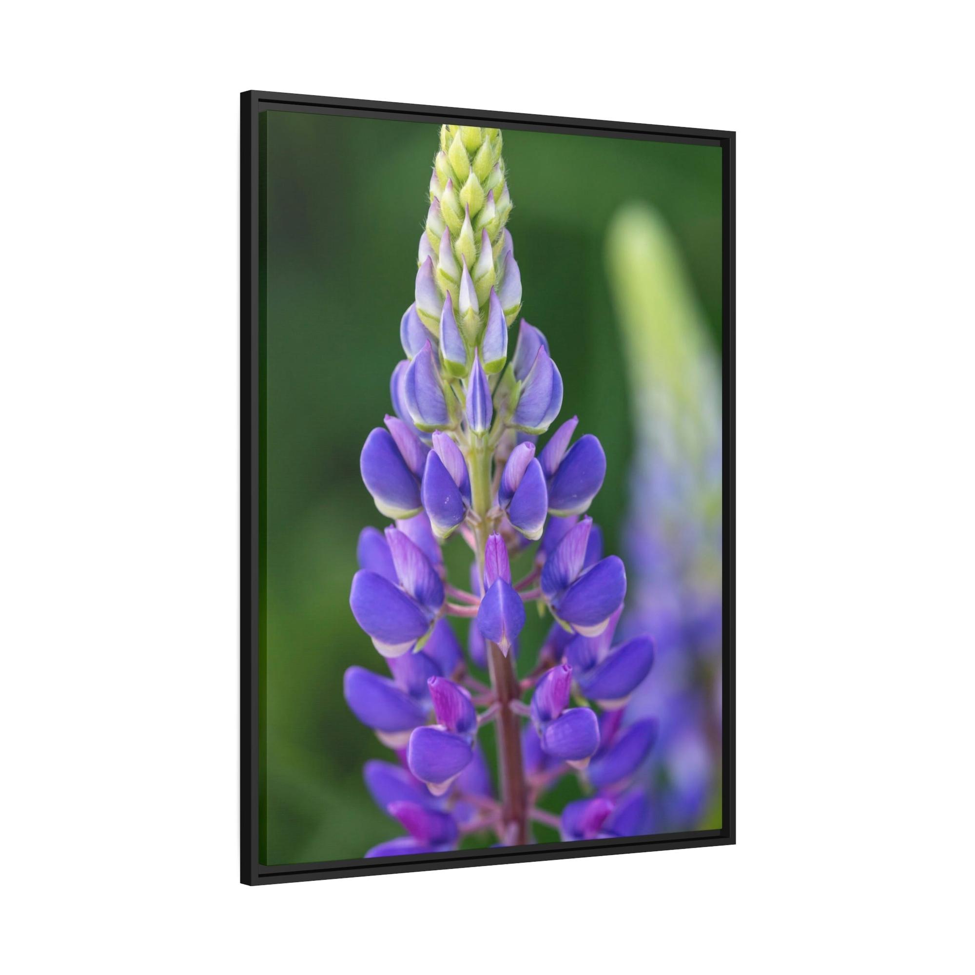 Bluebonnets Bluebonnet Garden: Framed Canvas and Print with Stunning Botanical Art