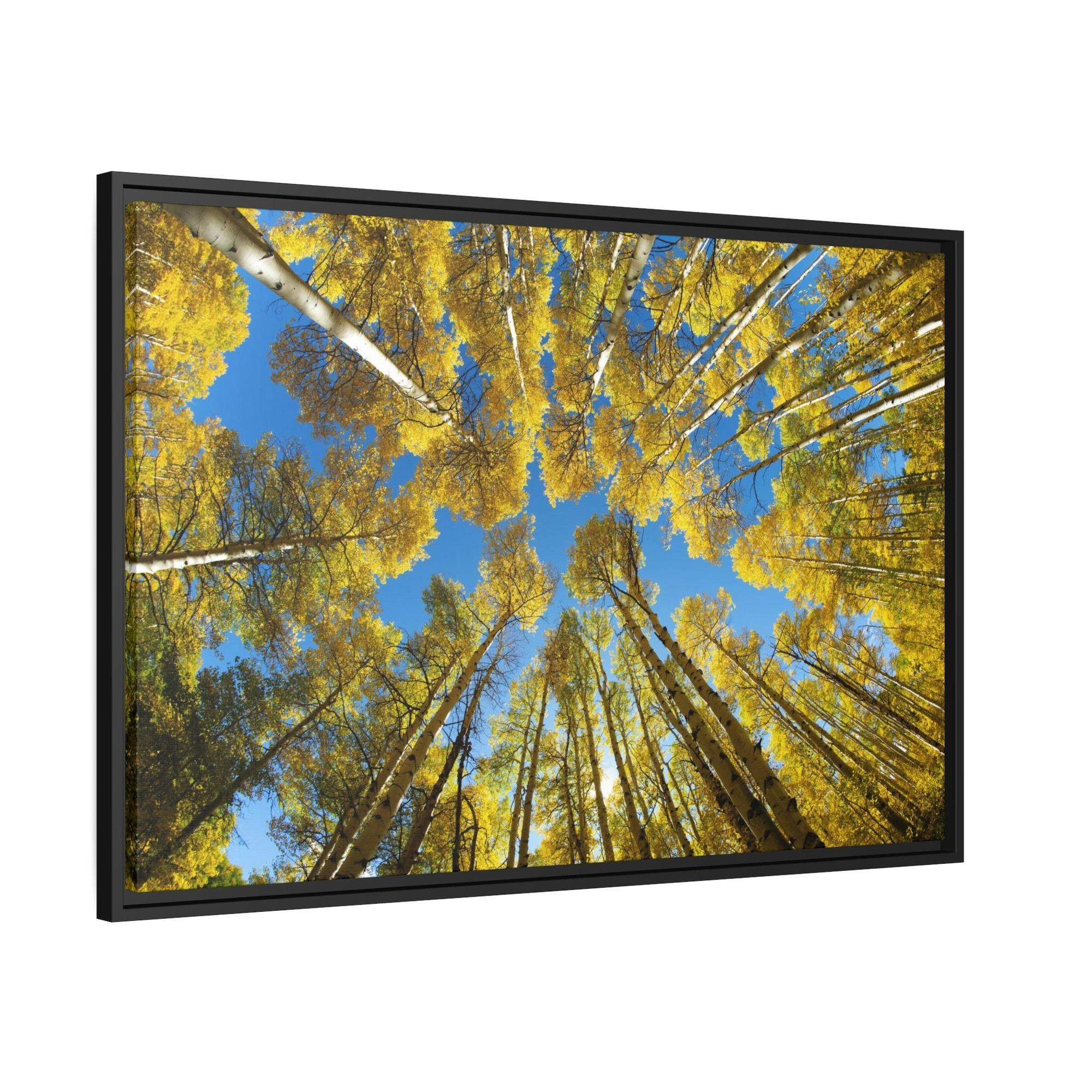 Birch Trees The Beauty of Nature: Rustic Framed Canvas Print of a Birch Tree Grove