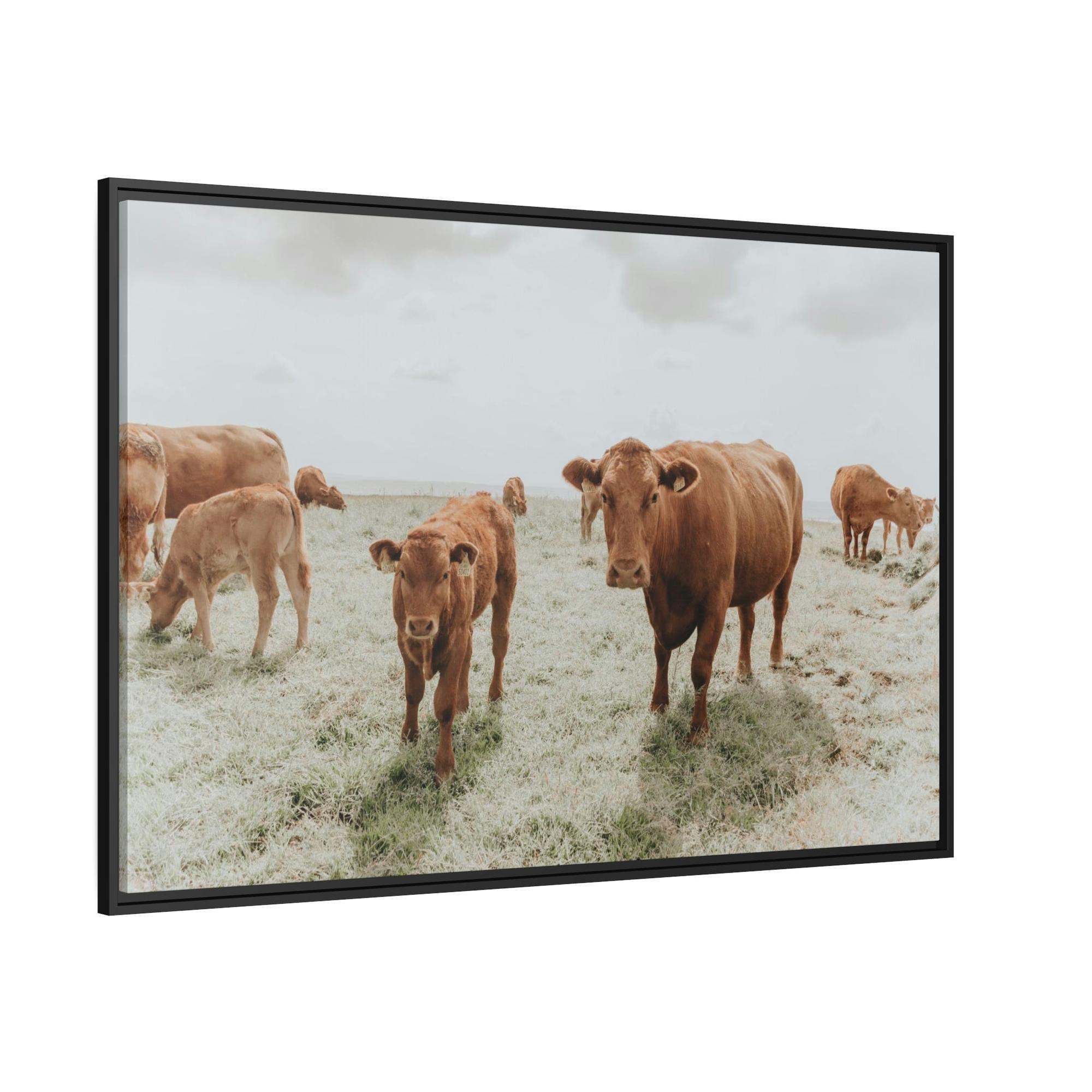 Cows Peaceful Pasture: Framed Canvas & Posters Print of Cow Grazing