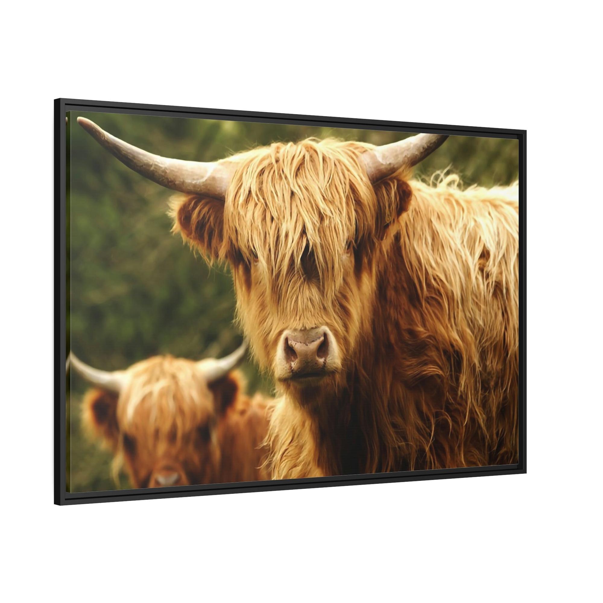 Highland Cow Highland Cow Family Grazing: Poster & Framed Wall Art