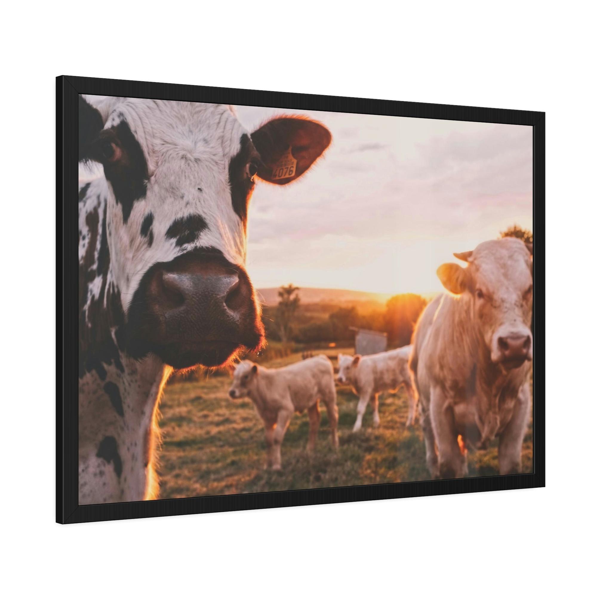 Cows The Grazing Herd: Natural Canvas Print of Cows in the Field