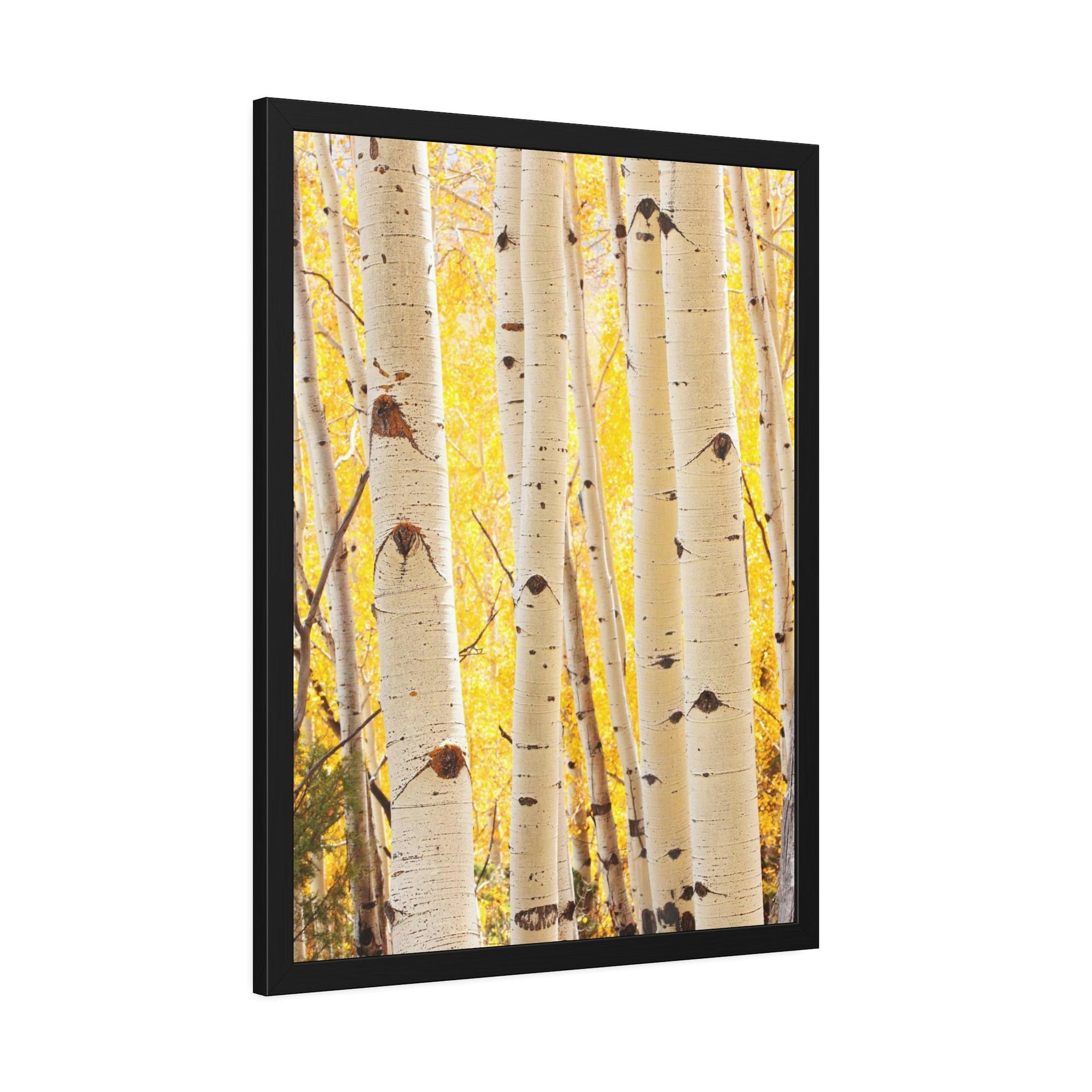Birch Trees Birch Tree Calm: Colorful Print on Canvas of a Tranquil Forest