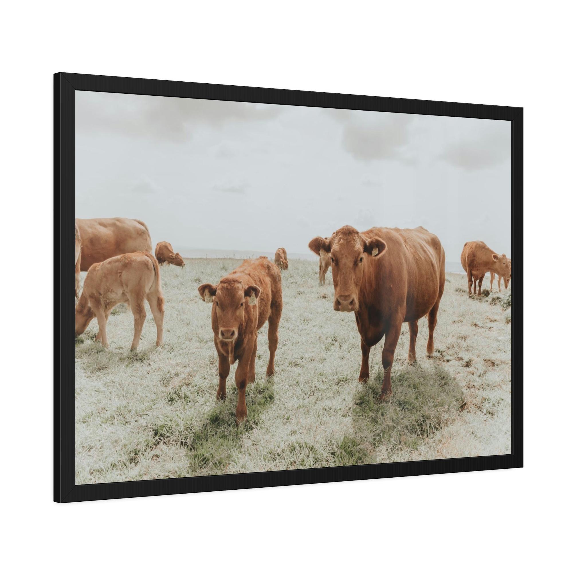Cows Peaceful Pasture: Framed Canvas & Posters Print of Cow Grazing