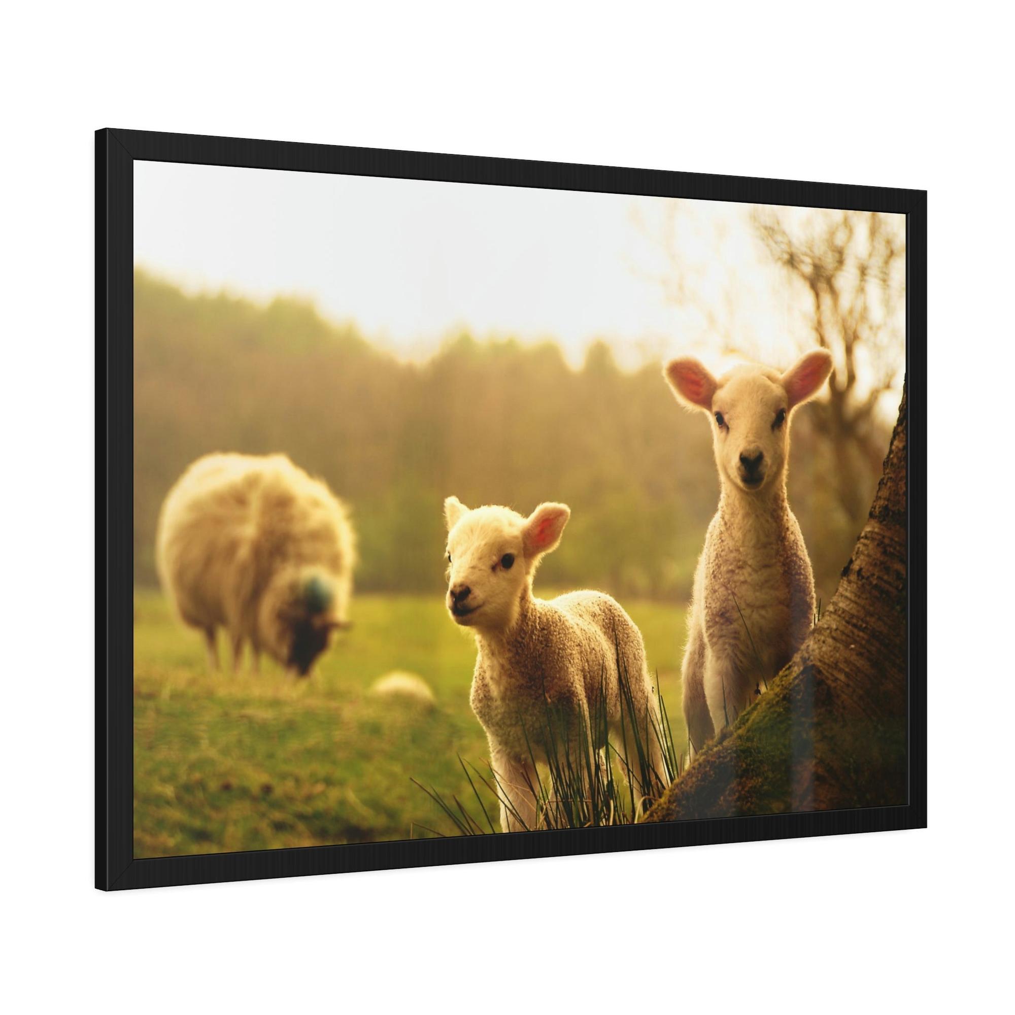 Sheeps Rustic Charm: Framed Poster & Canvas of Sheep Grazing