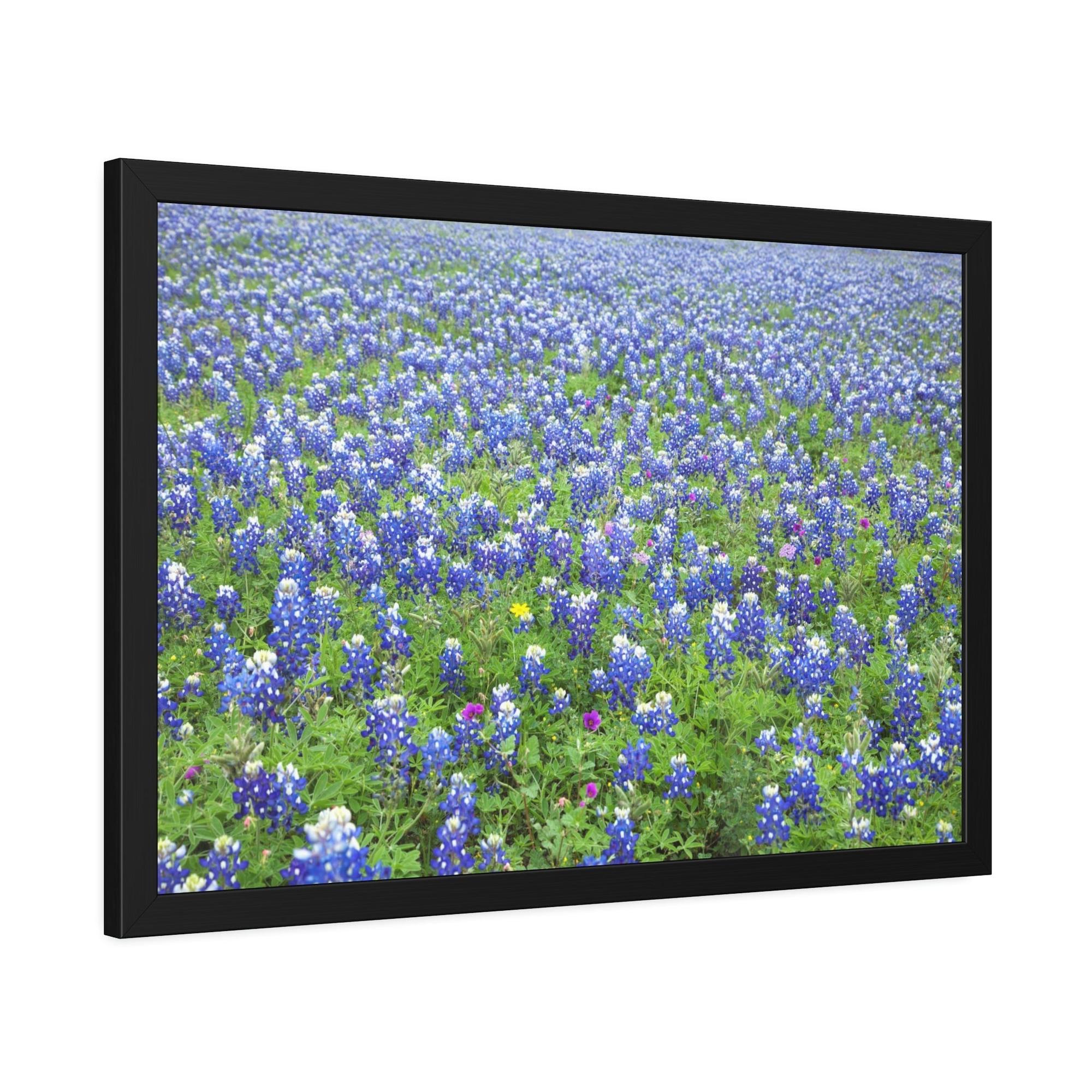 Bluebonnets Bluebonnet Garden: Colorful Print on Canvas of a Flower-Filled Landscape