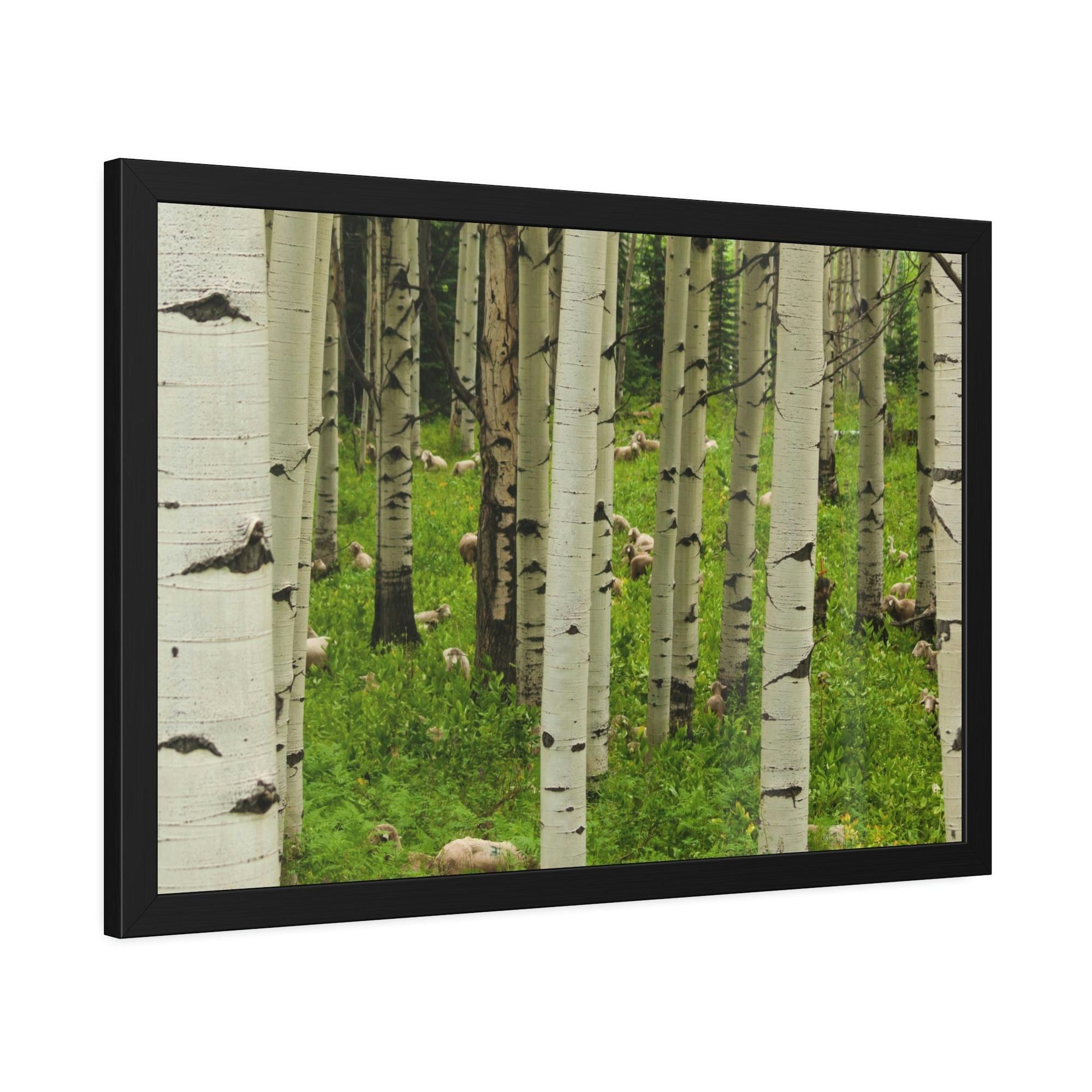 Birch Trees Silent Forest: Framed Poster of Birch Trees with a Tranquil Atmosphere