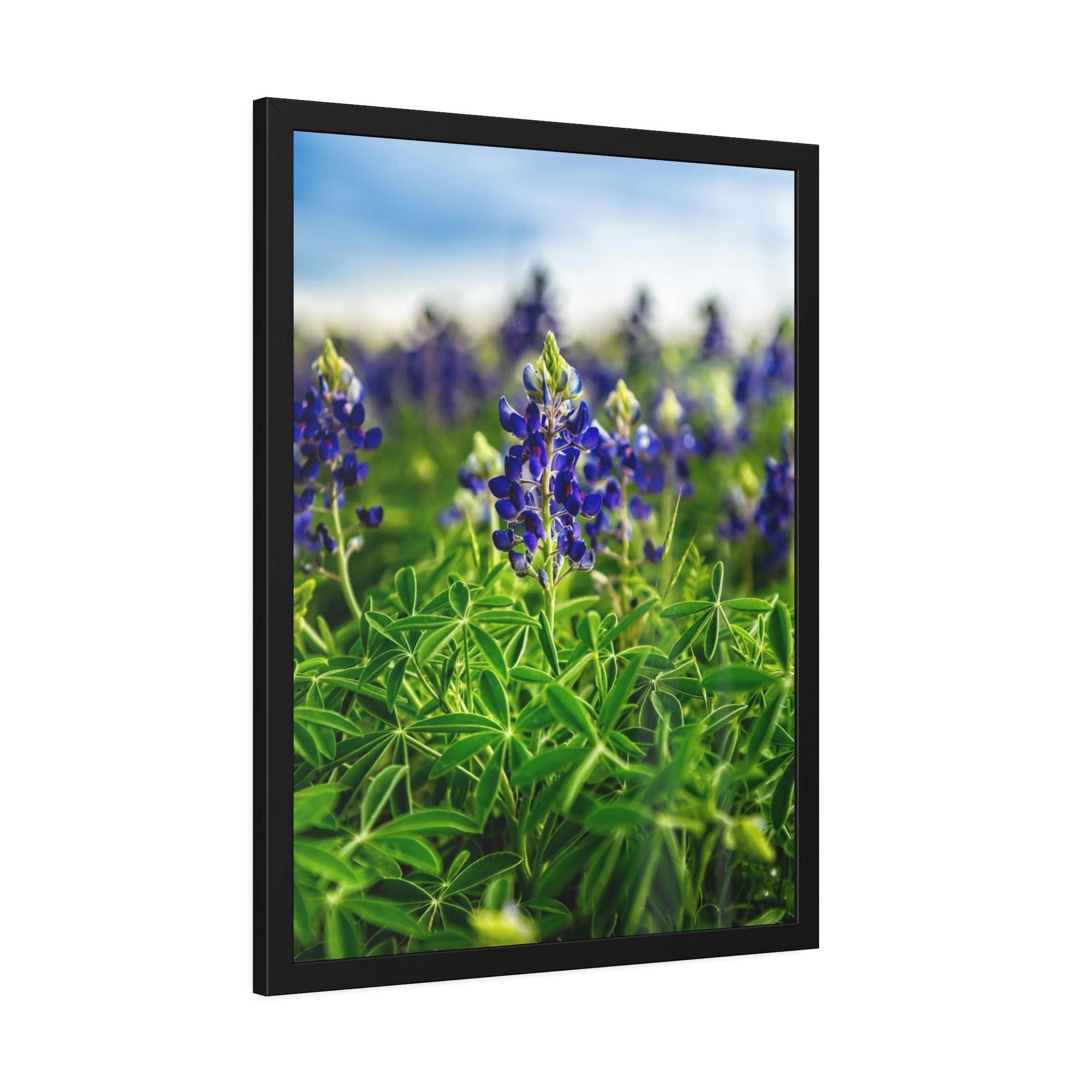 Bluebonnets Fields of Blue: Wall Art and Print on Canvas Showcasing Stunning Bluebonnets