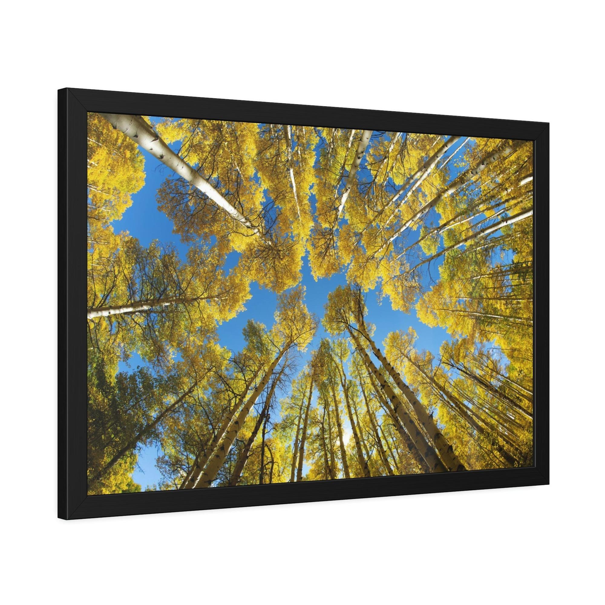 Birch Trees The Beauty of Nature: Rustic Framed Canvas Print of a Birch Tree Grove