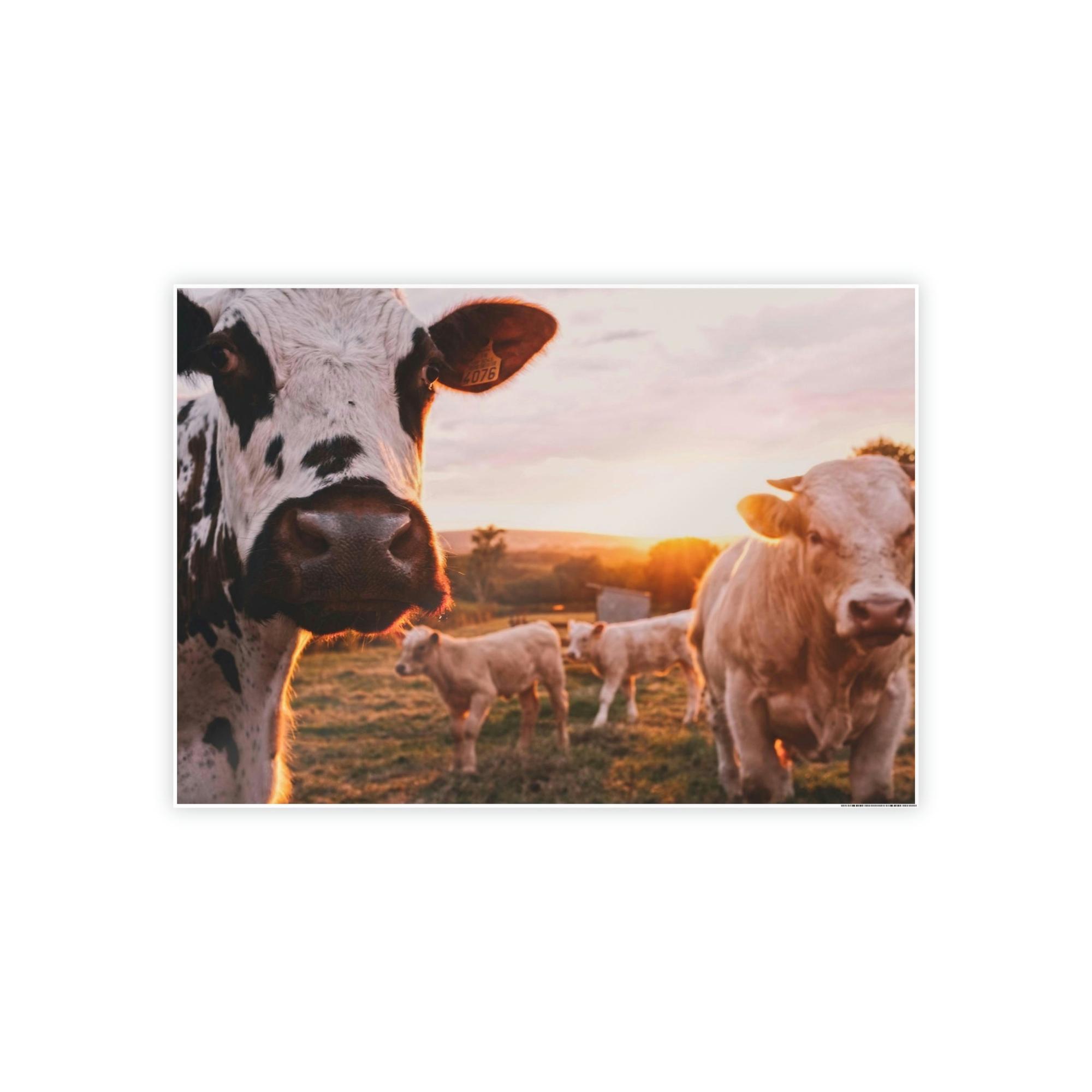 Cows The Grazing Herd: Natural Canvas Print of Cows in the Field