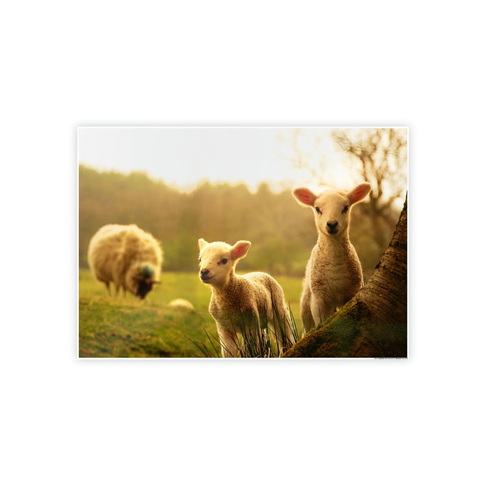 Sheeps Rustic Charm: Framed Poster & Canvas of Sheep Grazing
