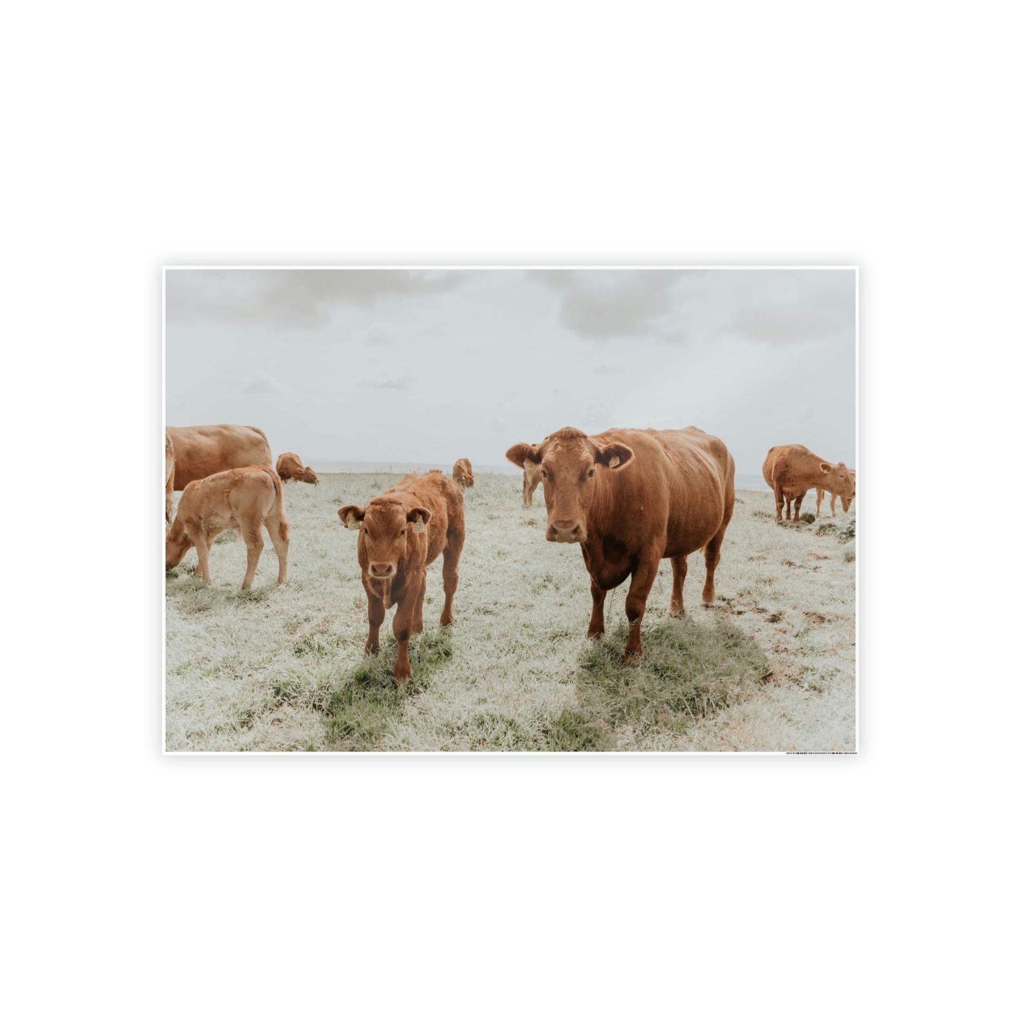 Cows Peaceful Pasture: Framed Canvas & Posters Print of Cow Grazing