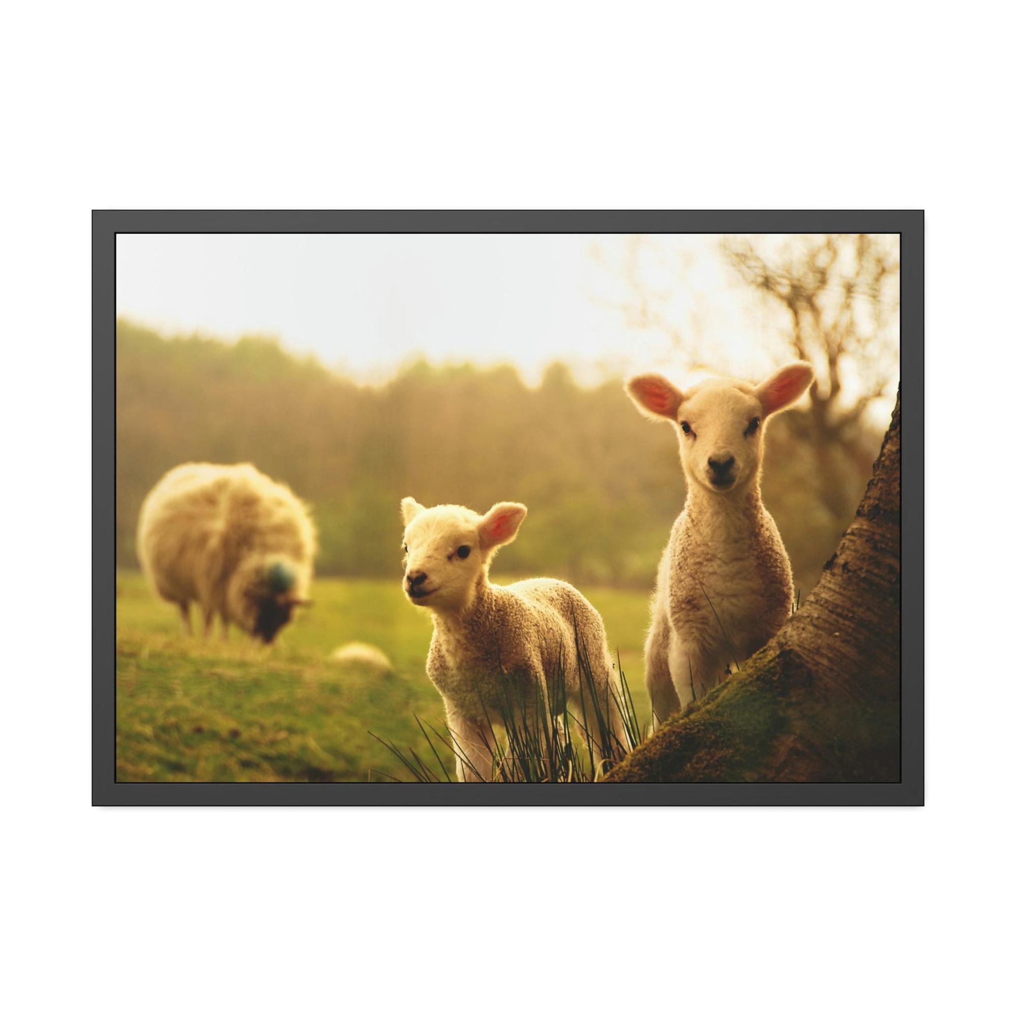 Sheeps Rustic Charm: Framed Poster & Canvas of Sheep Grazing