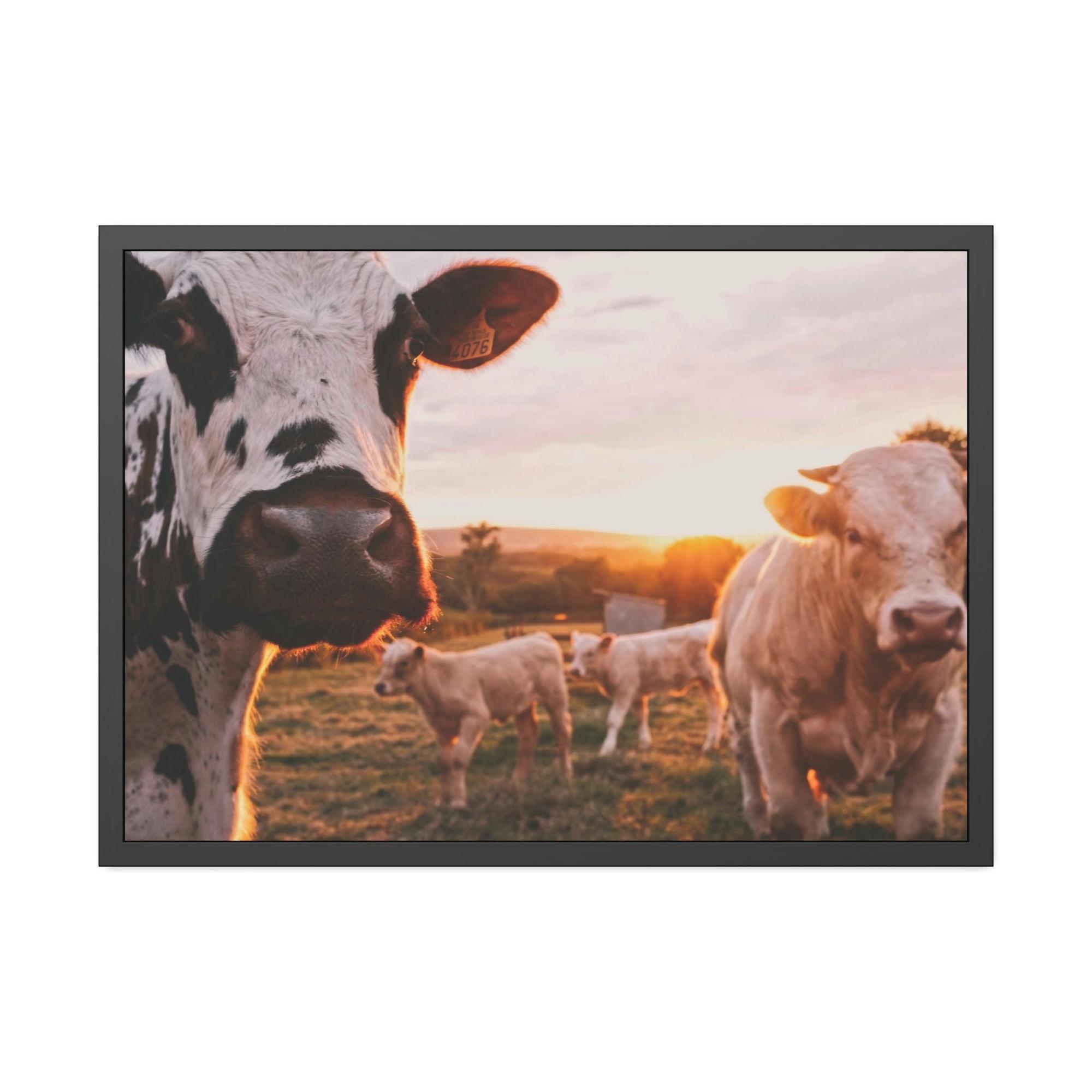 Cows The Grazing Herd: Natural Canvas Print of Cows in the Field