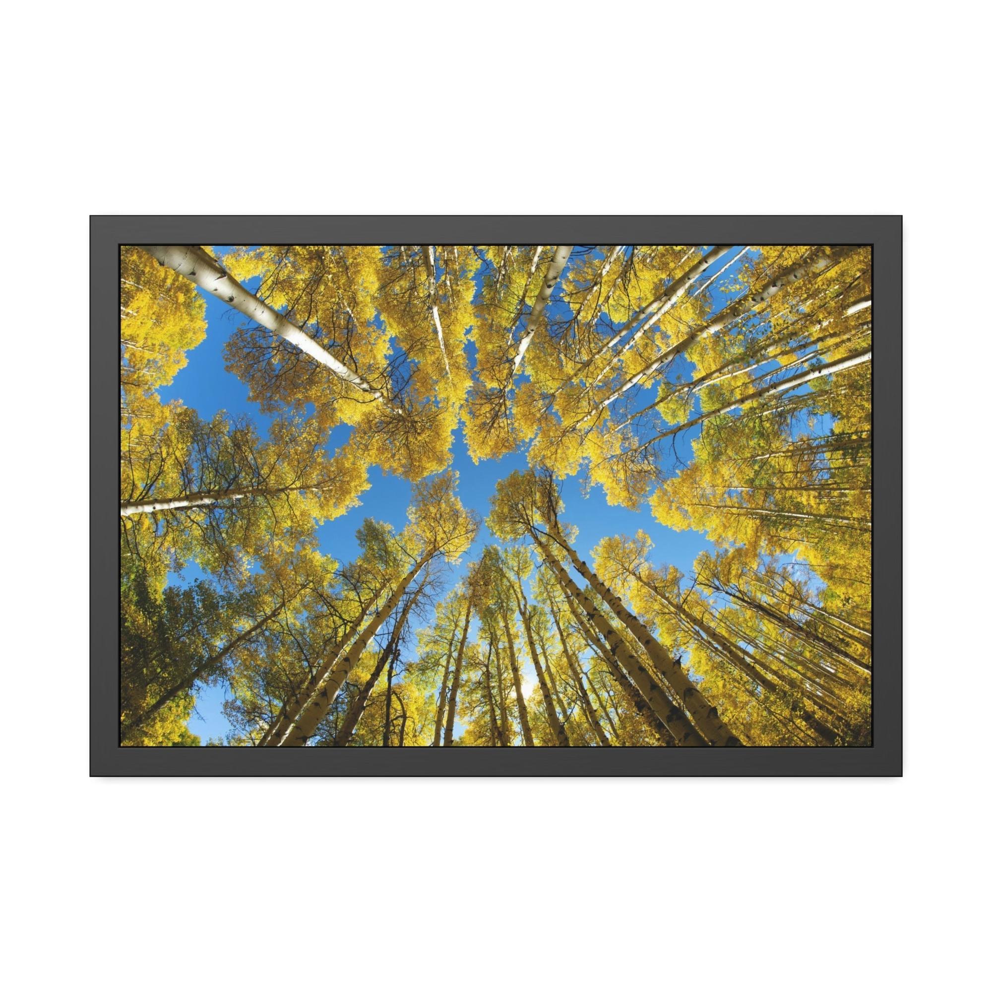 Birch Trees The Beauty of Nature: Rustic Framed Canvas Print of a Birch Tree Grove