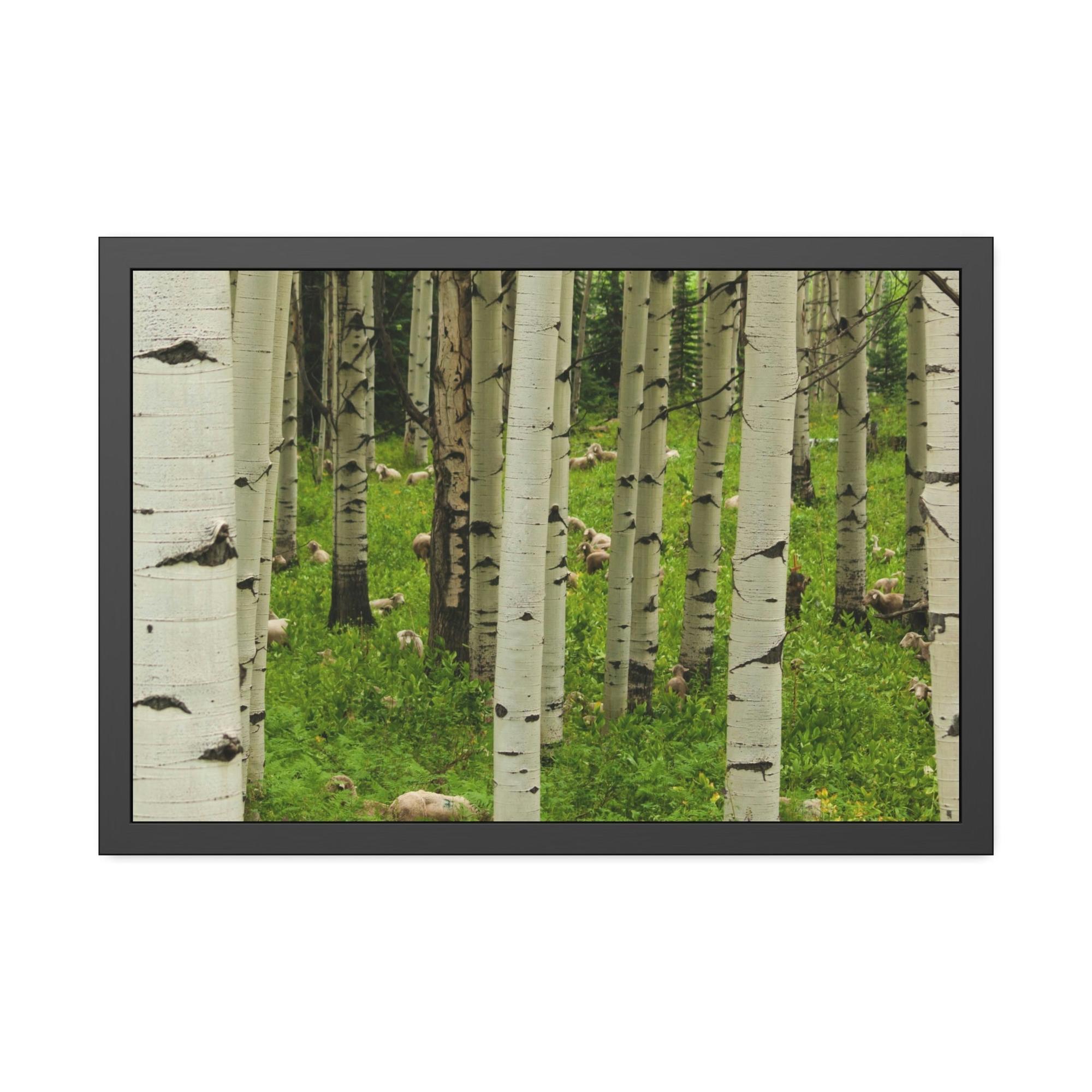 Birch Trees Silent Forest: Framed Poster of Birch Trees with a Tranquil Atmosphere