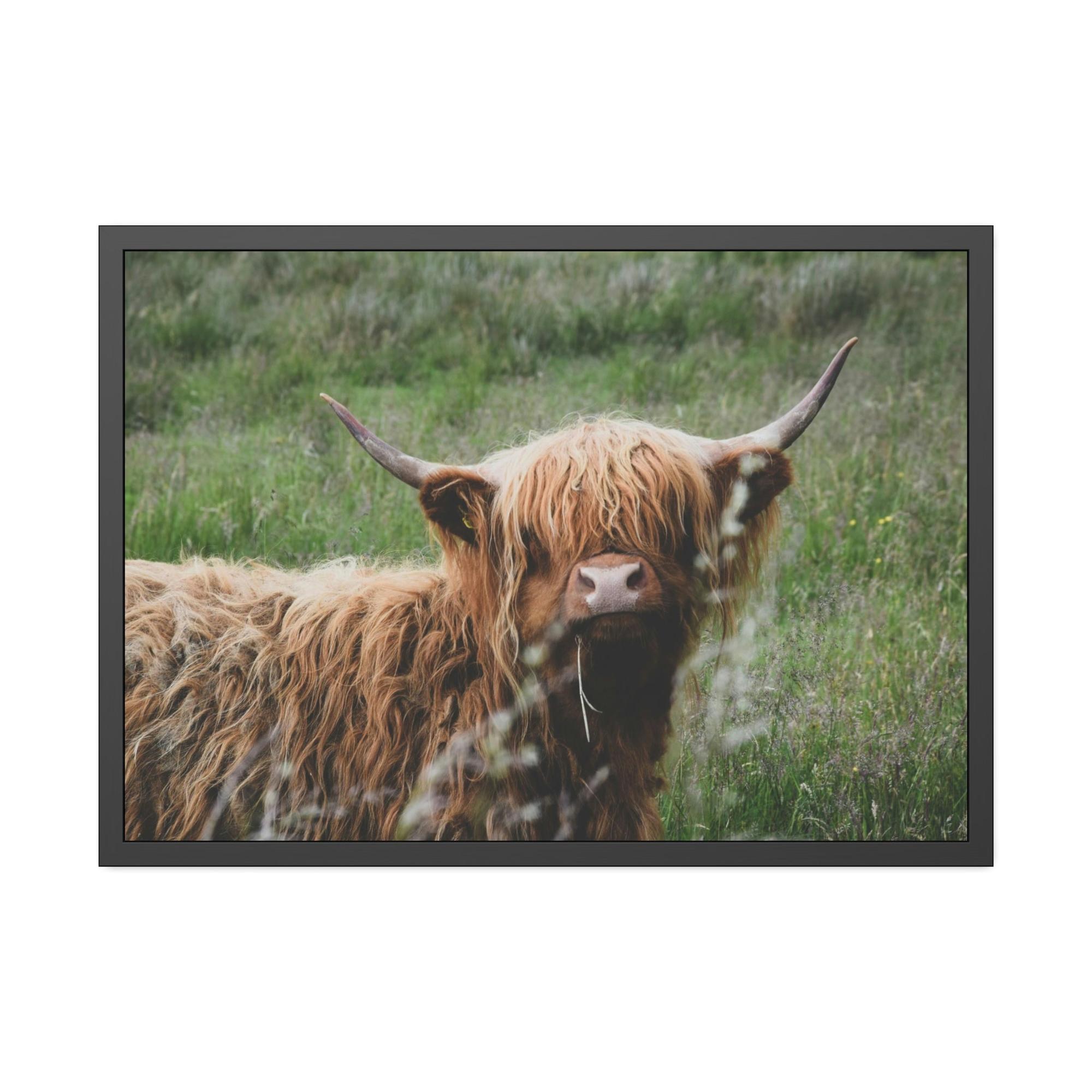 Highland Cow Highland Cow Calf: Adorable Wall Art on Natural Canvas