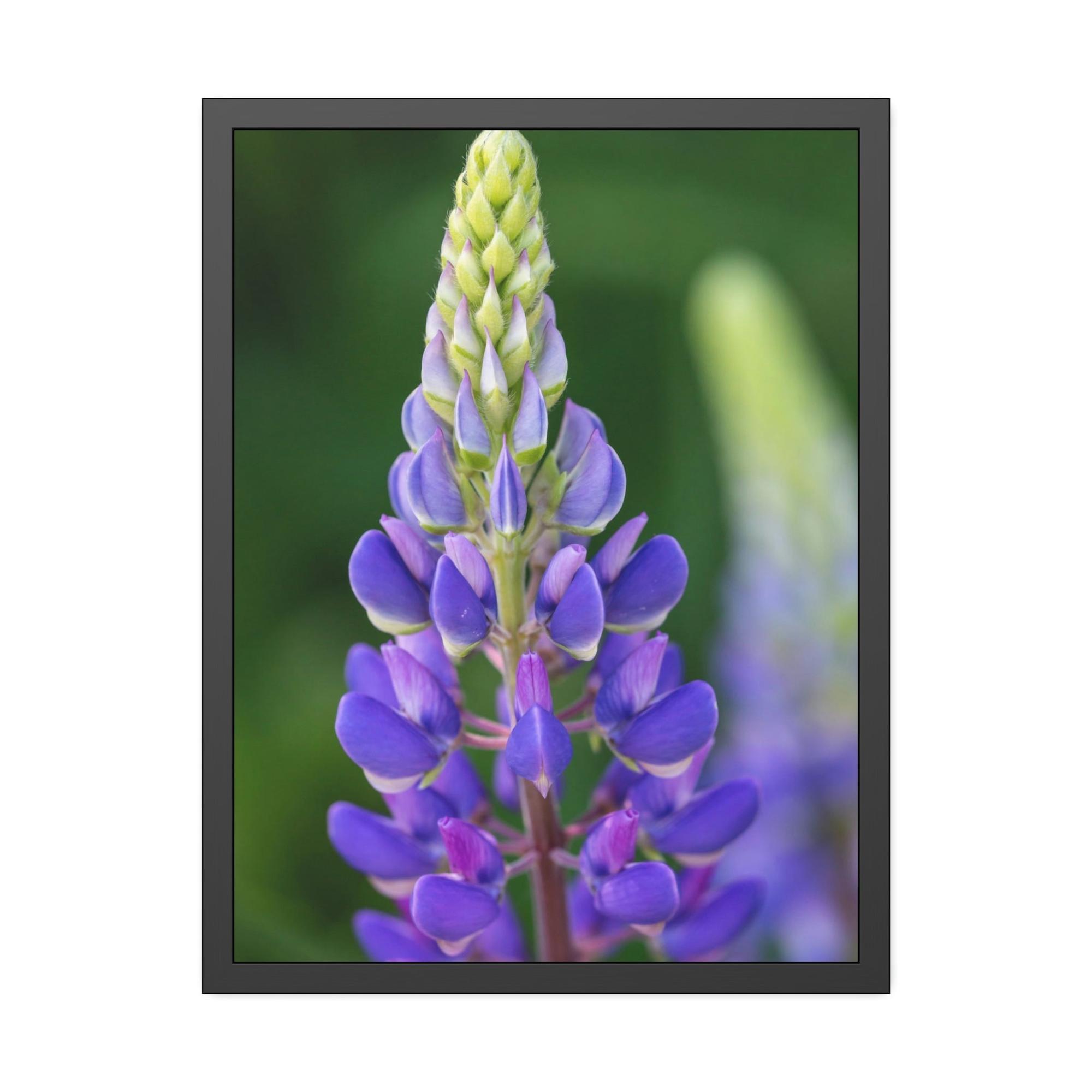 Bluebonnets Bluebonnet Garden: Framed Canvas and Print with Stunning Botanical Art
