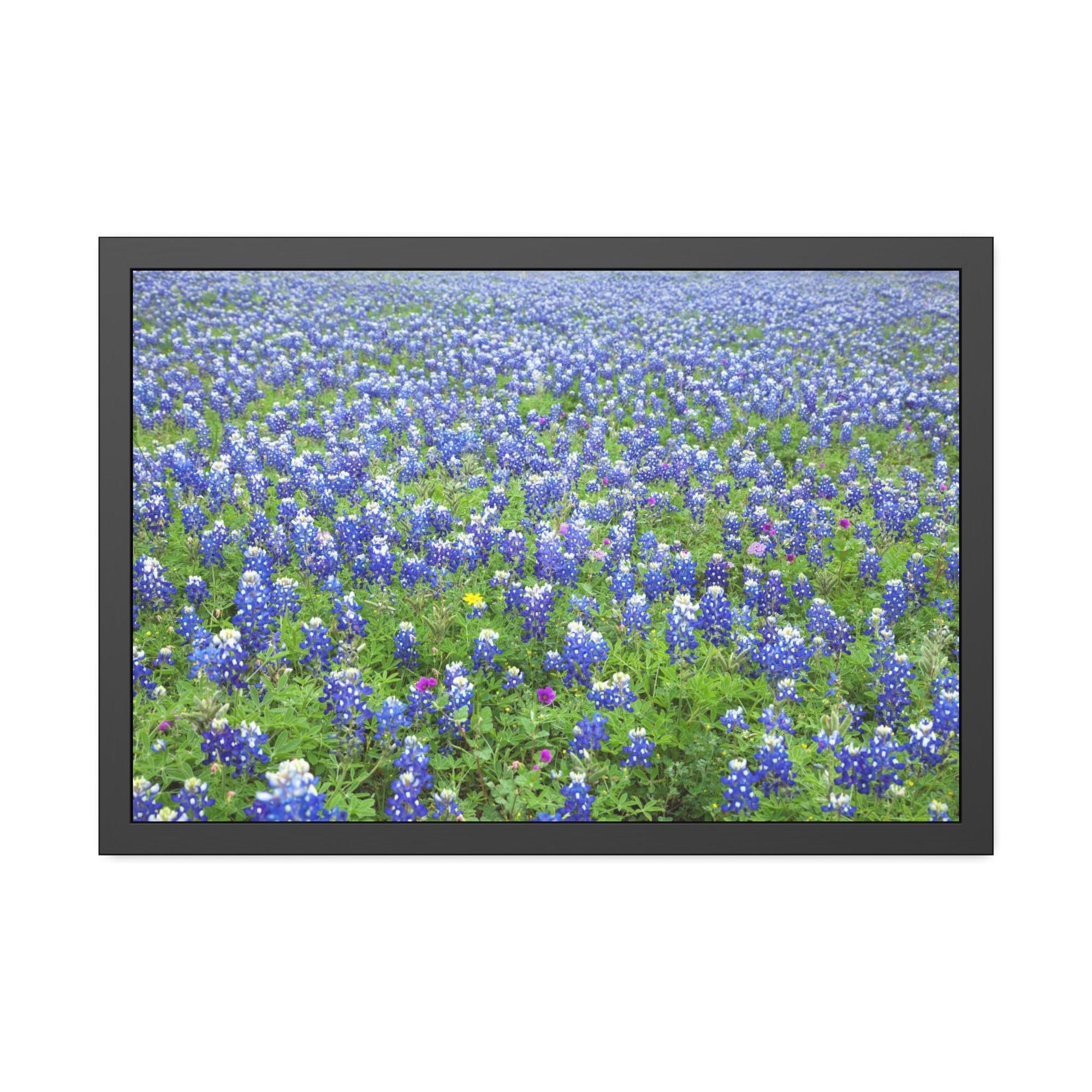 Bluebonnets Bluebonnet Garden: Colorful Print on Canvas of a Flower-Filled Landscape