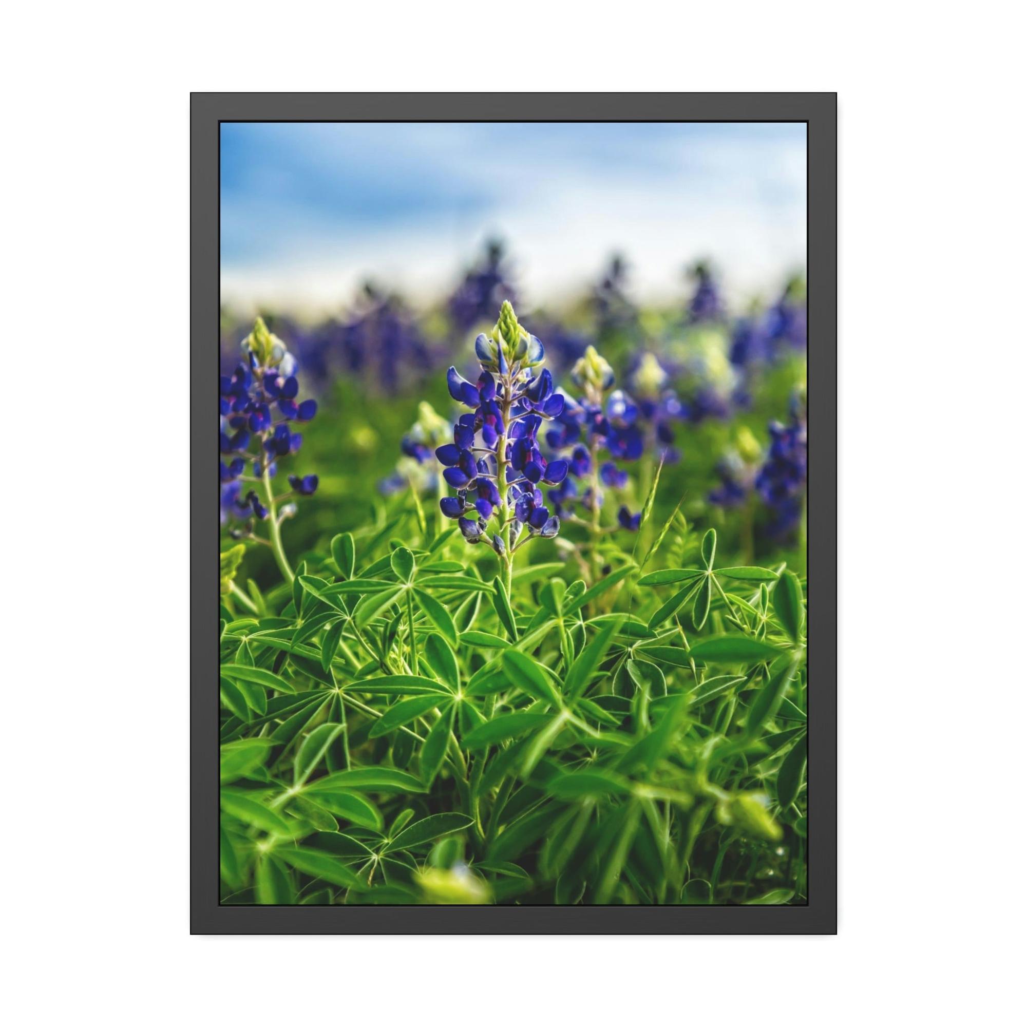 Bluebonnets Fields of Blue: Wall Art and Print on Canvas Showcasing Stunning Bluebonnets