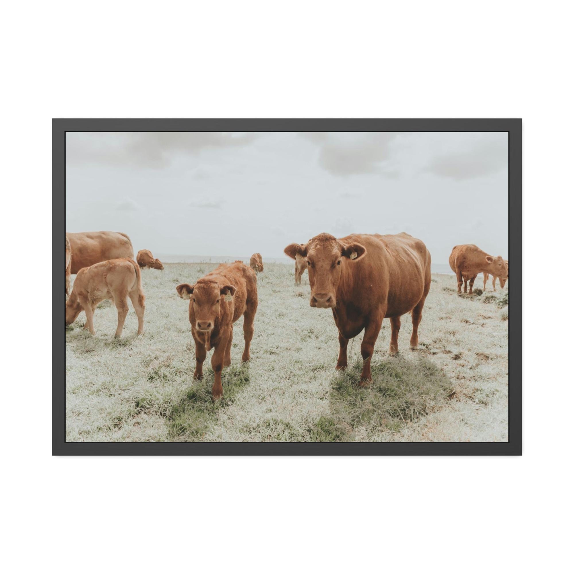 Cows Peaceful Pasture: Framed Canvas & Posters Print of Cow Grazing